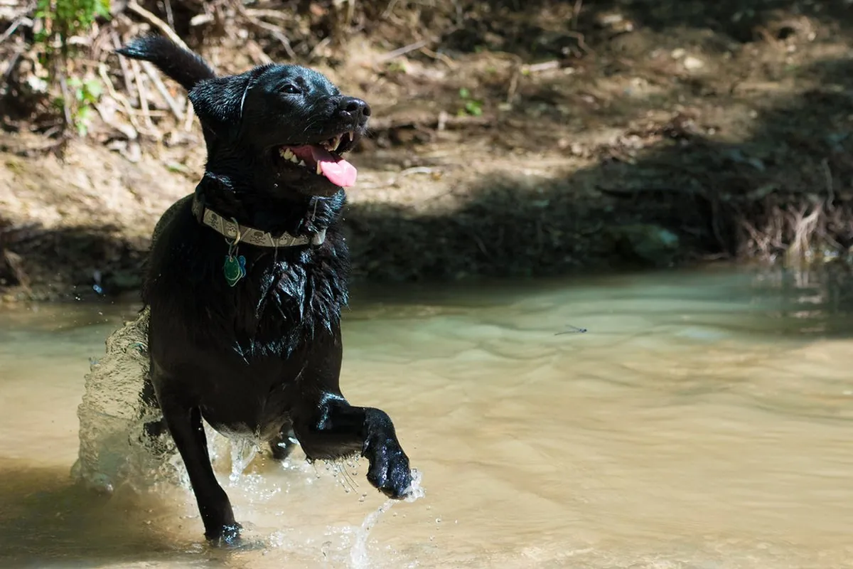 A happy black dog splashing through a clear creek