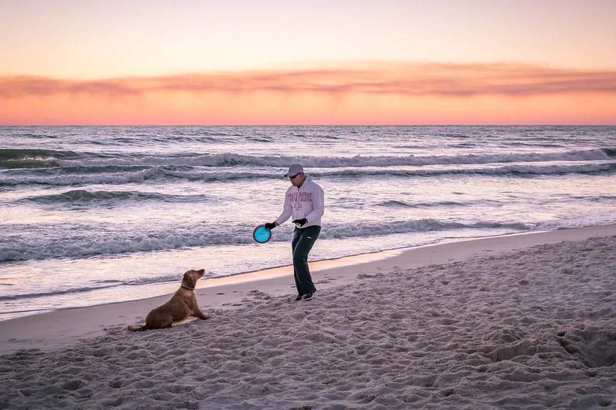 A dog waiting for a frisbee on the beach at sunset